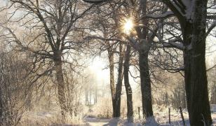 Winter Morning Mural