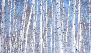 Lilac Forest Mural