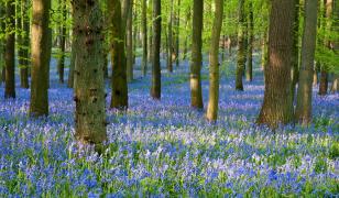 Purple Bloom Forest Mural