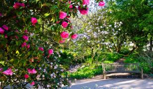 Flower In A Garden Mural