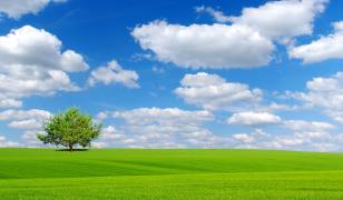 Feild With Tree Mural