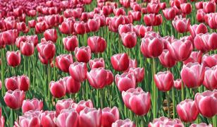 Tulip Field Mural