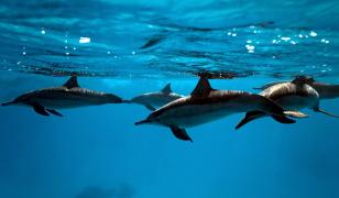 Dolphins in the Sea Mural