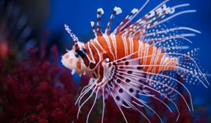 Lionfish Mural