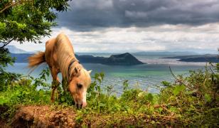 Horse by the Lake Mural