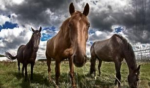 Horse and Thunderstorm Mural