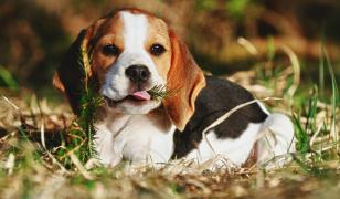 Beagle Mural