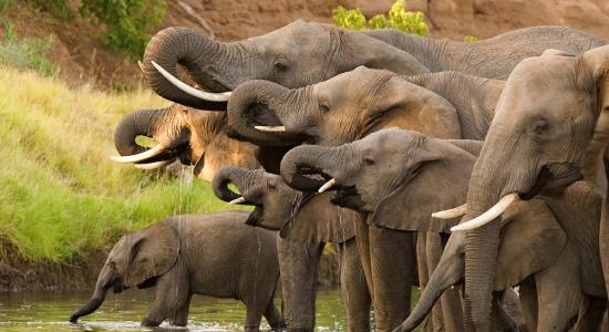 Herd of Elephants Mural