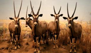 Desert Deer Mural