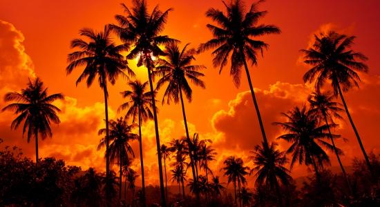 Coconut Palm Sunset Mural