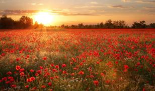 Poppies Sunset Mural