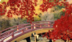 Maple In Japan Mural