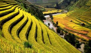 Rice Fields Mural