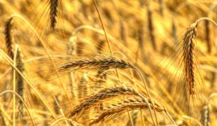 Wheat Fields Mural