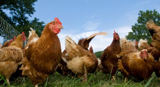 Chicken Farm Mural